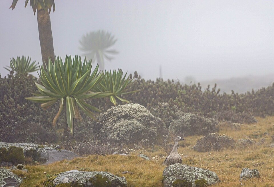 Bale Mountains