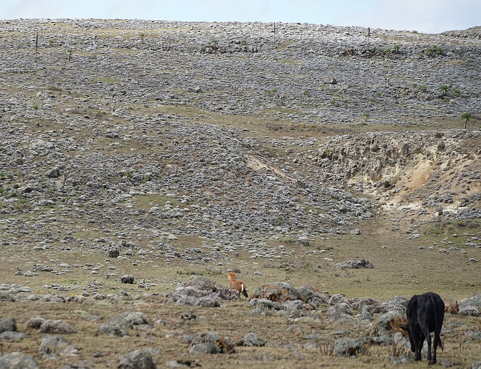 Bale Mountains